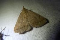Zanclognatha lunalis