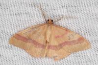 Rhodostrophia calabra