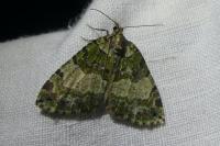 Hydriomena furcata
