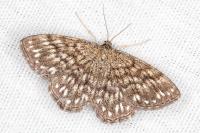 Scopula immorata