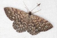 Scopula immorata