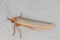 Manulea complana