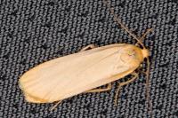 Katha depressa