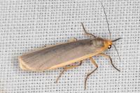 Katha depressa
