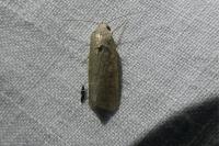 Spodoptera exigua
