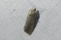 Spodoptera exigua