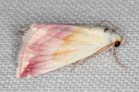 Eublemma purpurina
