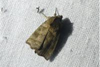 Ipimorpha retusa