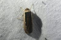 Ochropleura leucogaster