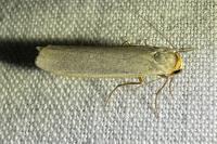 Eilema caniola
