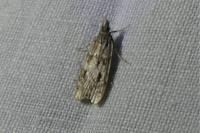 Scoparia ambigualis/basistrigalis