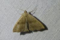 Herminia tarsicrinalis