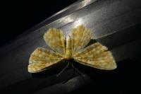Hydrelia flammeolaria