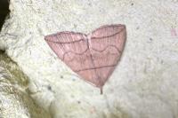 Herminia grisealis