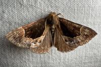 Hypena crassalis
