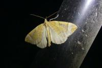 Eulithis testata