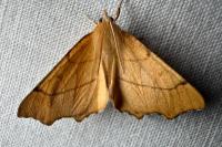 Ennomos erosaria