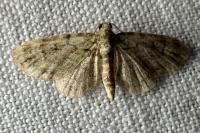 Pasiphila