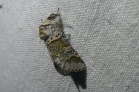 Furcula furcula