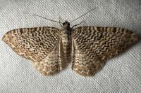 Rheumaptera undulata