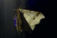 Macaria alternata