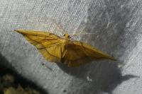 Epione repandaria