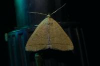 Herminia tarsipennalis