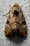 Apamea scolopacina