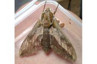 Hyles euphorbiae