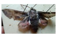Hyles euphorbiae