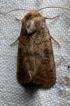 Hoplodrina octogenaria