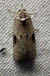 Nycteola revayana