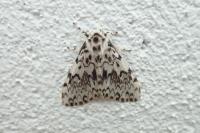 Lymantria monacha