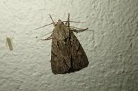 Acronicta psi/tridens