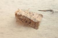 Hoplodrina octogenaria
