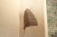 Ipimorpha subtusa