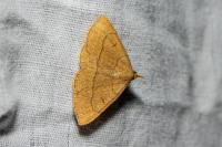 Paracolax tristalis