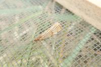 Chrysocrambus linetella
