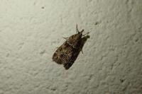 Eudonia mercurella