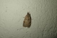 Scoparia
