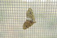 Chloroclystis v-ata