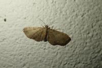 Eupithecia haworthiata