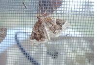 Eulithis prunata