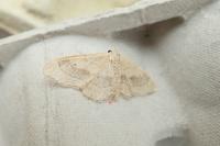 Idaea aversata