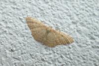 Idaea