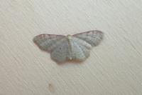 Idaea humiliata