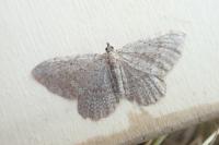 Philereme vetulata