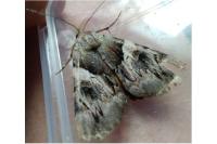 Catocala fulminea