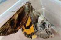 Catocala fulminea