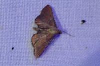 Endotricha flammealis
